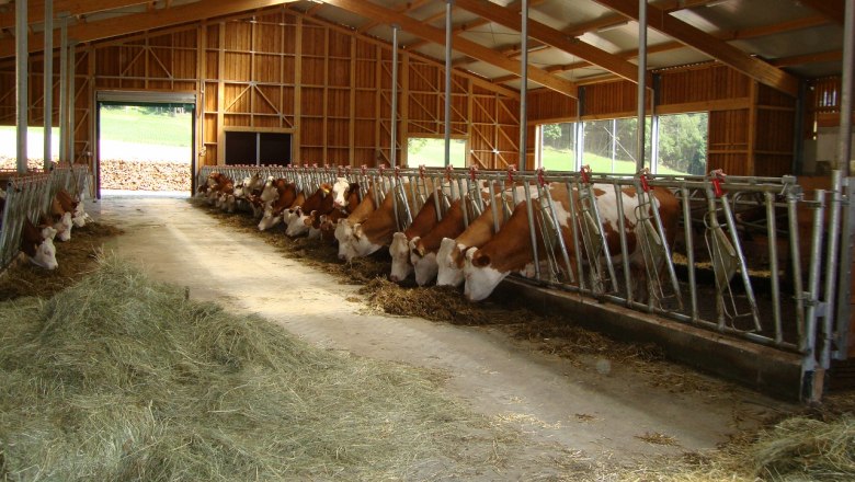 Kuhstall, &copy; Familie Reischer