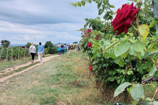 Genussmeilen Wanderung, © Wienerwald Tourismus