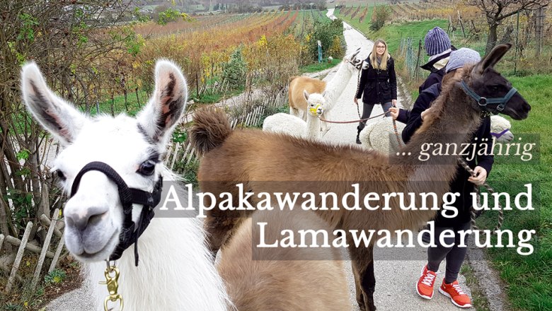 Alpaka-Erlebnis im Wienerwald, &copy; (c) Karina P&ouml;schl