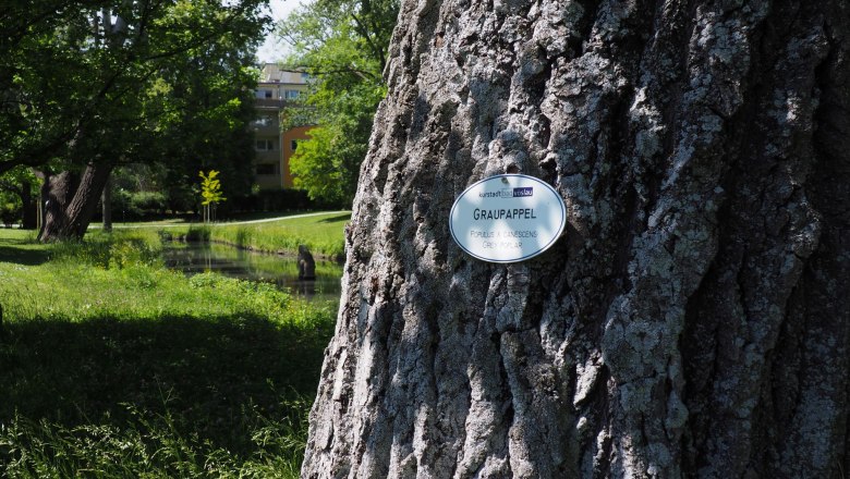 Nahaufnahme eines Baumstamms mit einem Schild, das "Graupappel" anzeigt, im Schlosspark von Bad Vöslau.