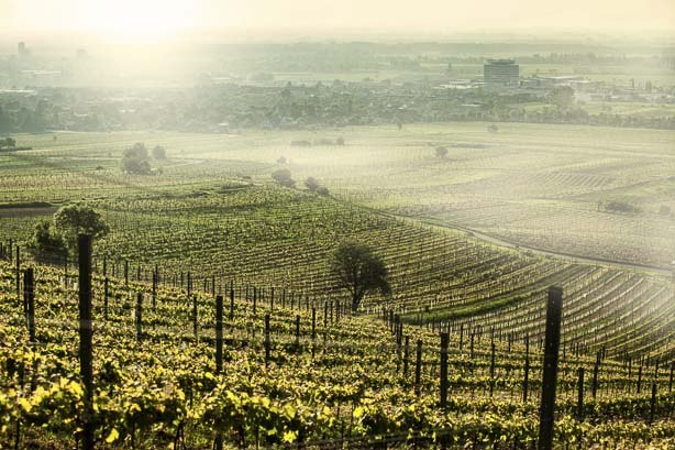 Blick vom Anninger, &copy; Johanneshof Reinisch