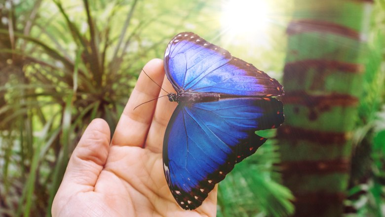 Schmetterlinge bestaunen, © Dumba Park_Kopp