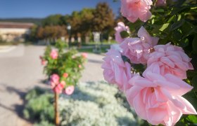 Nahaufnahme von rosa Rosen im Badener Rosarium mit unscharfem Hintergrund.