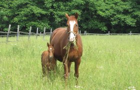 Eine Stute und ihr Fohlen stehen auf einer gr&uuml;nen Wiese vor einem Wald.