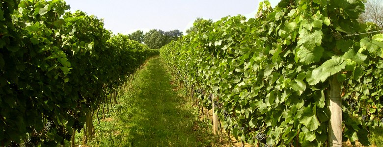 Reihen von grünen Weinreben in einem Weinberg.