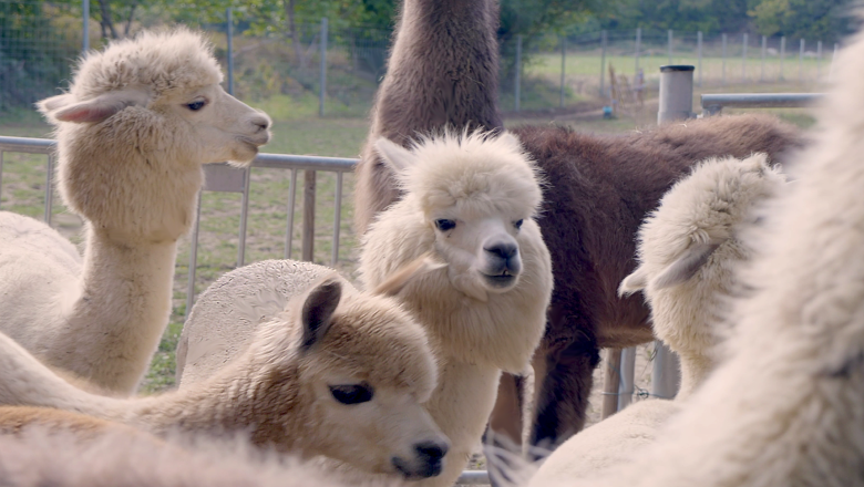 Alpaka-Erlebnis im Wienerwald, &copy; (c) Karina P&ouml;schl