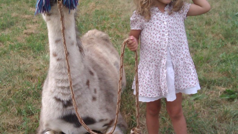 Ein Lama sitzt auf einer Wiese neben einem kleinen Mädchen, das es an der Leine hält.