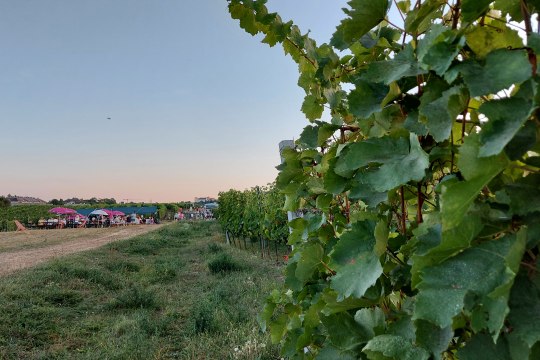 Abendstimmung Genussmeile Sooß, © Wienerwald Tourismus