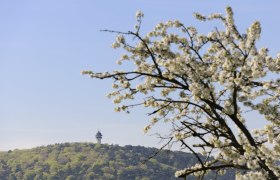 Guglzipf, © Christian Handl