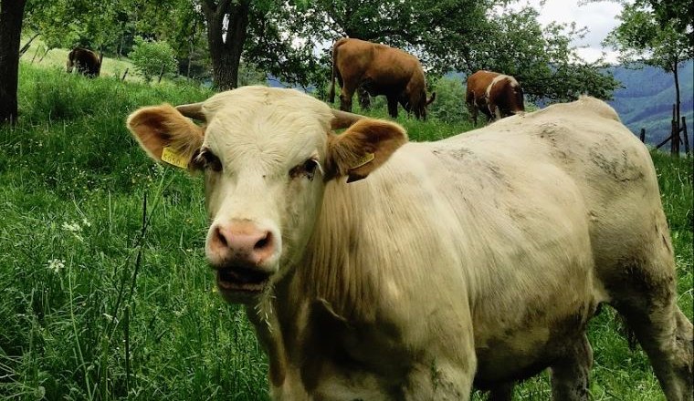 Mostheuriger Reisberg_kuh, &copy; Mostheuriger Reisberg